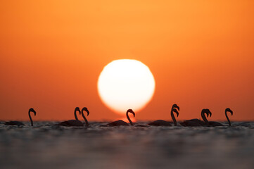 Greater Flamingos wading during sunrise  at Asker coast of Bahrain