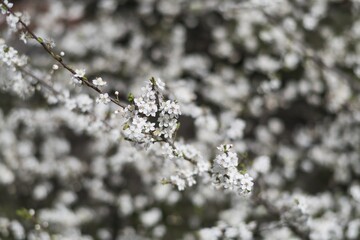 Detail of flowering cherries. Spring is coming in Central Europe. Beautiful flowers. Days of positive energy and sun. Allergy.