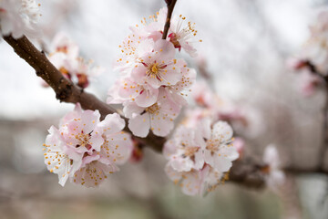 Apricot blossom in spring season . Macro shot . Selective focus