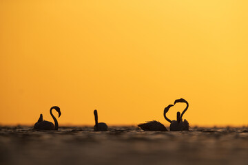 Silhouette of Greater Flamingos territory fight in the morning hours at Asker coast of Bahrain