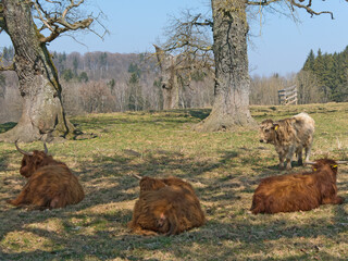  junge hochlandrinder auf der weide