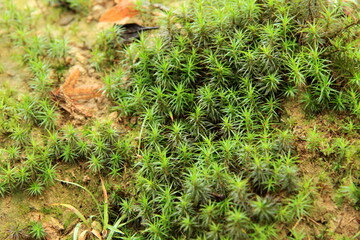 wild plant life in forest