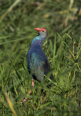 Grey-headed Swamphen in its habitat at Asker Marsh, Bahrain