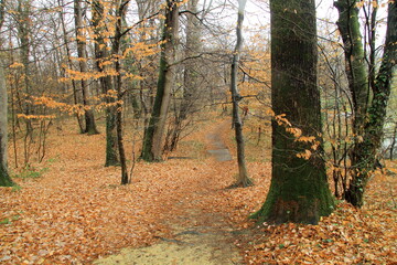 autumn in the forest