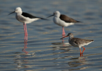 Spotted redshank with stils at the backdrop, Asker marsh, Bahrain