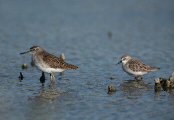 Wood Sandpiper with a little stint at the backdrop, Asker marsh, Bahrain