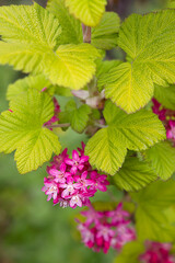 flowering bush of ornamental currant with pink flowers close up