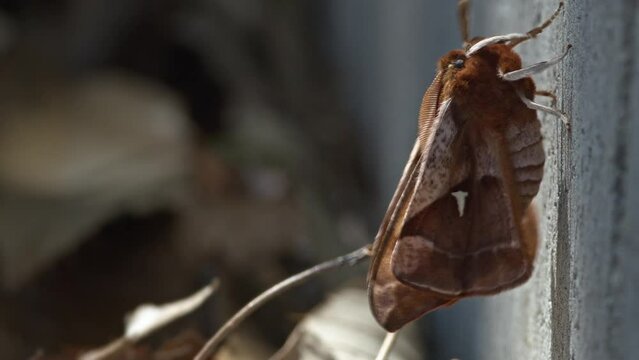 Newly emerged moth preparing for flight.