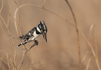 A pair of Pied Kingfisher perched on a twig, at Asker marsh, Bahrain
