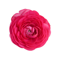 Macro photo pink ranunculus on white isolated background