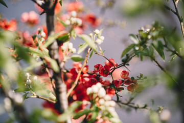 red berries on a tree