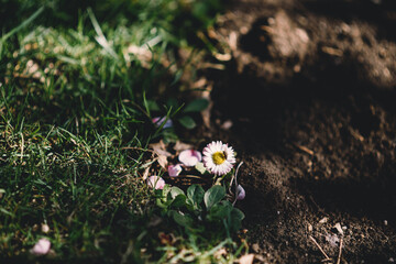 flowers in the grass