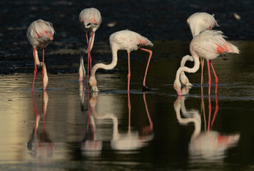 Dramatic reflection of Greater Flamingos feeding at Tubli bay in the morning, Bahrain