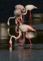 Fototapeta na wymiar Greater Flamingos feeding at Tubli bay, Bahrain