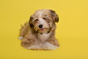 Beautiful happy reddish Havanese puppy dog , yellow background