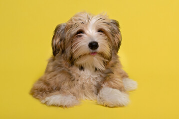Beautiful happy reddish Havanese puppy dog , yellow background