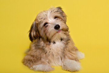 Beautiful happy reddish Havanese puppy dog , yellow background