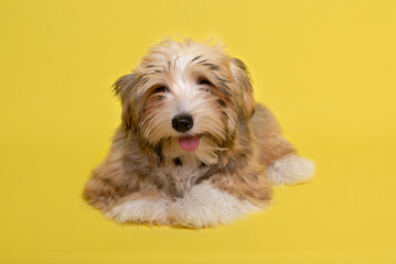 Beautiful happy reddish Havanese puppy dog , yellow background