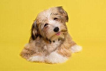 Beautiful happy reddish Havanese puppy dog , yellow background