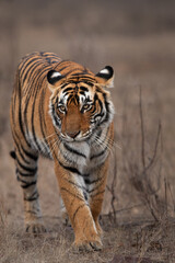 Fototapeta na wymiar Portrait of a Tigress, Ranthambore Tiger Reserve