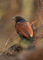 Greater coucal perched on a tree at Jhalana leopard reserve, Jaipur,  India