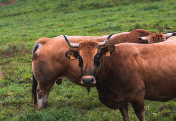 Naklejka na ściany i meble An ox looks at camera on a ranch