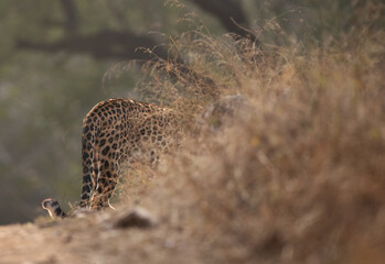 Leopard on the road side at Jhalana National Reserve, Jaipur