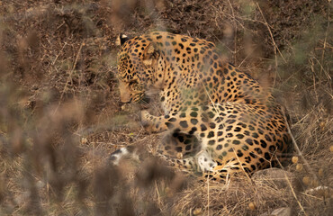 Fototapeta na wymiar Leopard leaking its paw at Jhalana National Reserve, Jaipur