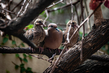 Pigeon with its chicks on a branch.