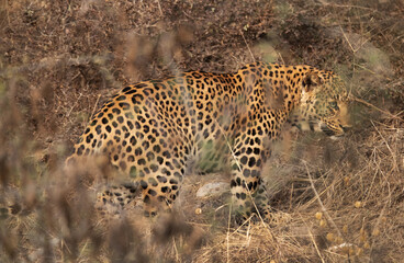 Leopard in the bushes at Jhalana National Reserve, Jaipur