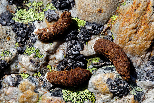 Lagop&egrave;de alpin (Lagopus mutus) crottes de lagop&egrave;de alpin au printemps. Alpes. France