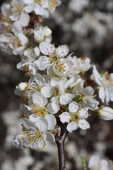 Plum flowers in the spring