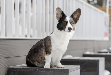 dog looks interested in a person