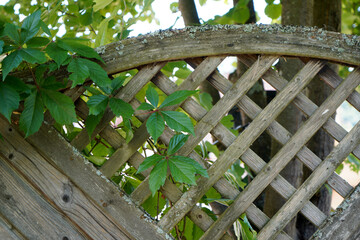 wooden fence with leaves