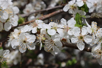 Plum flowers in the spring