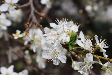 Plum flowers in the spring