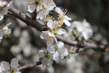 Plum flowers in the spring