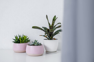 home plants in pots on a light background