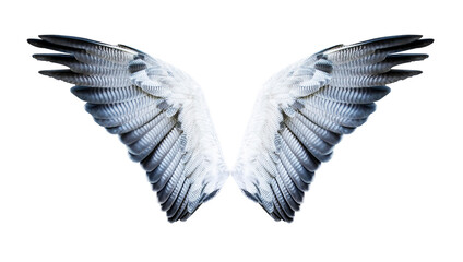 Fototapeta na wymiar Pair of hawk wings isolated on white. Clipping path included.