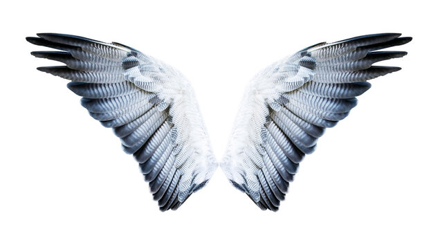 Pair of hawk wings isolated on white. Clipping path included.