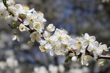 Plum flowers in the spring