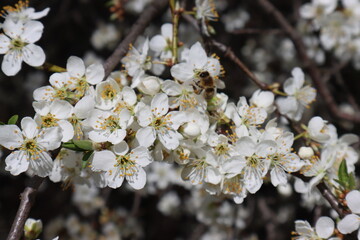 Plum flowers in the spring