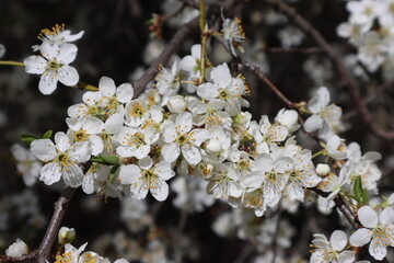 Plum flowers in the spring