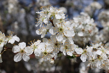 Plum flowers in the spring