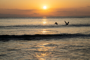 Fototapeta premium birds and seagulls in the orange sunset in front of the beach