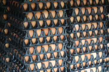 The Chickens eggs on the egg carton on the dark background