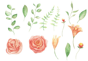 flowers and leaves, wedding roses, pampas grass, eucalyptus greenery. Watercolor pastel floral elements Design
