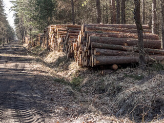 Storage of wood prepared for transport from the forest on piles