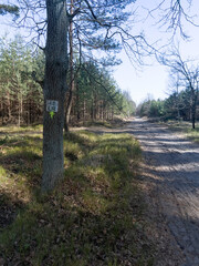 A forest bicycle path with a surface damaged by the passage of forest vehicles