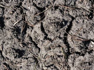 Drought. The ground surface is cracked from drought after a snowless, dry winter. Single plants sprout shyly.
